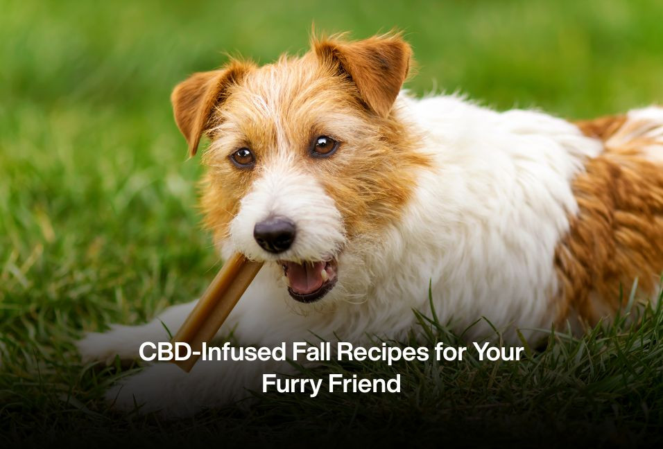 CBD-Infused Fall Recipes for Your Furry Friend