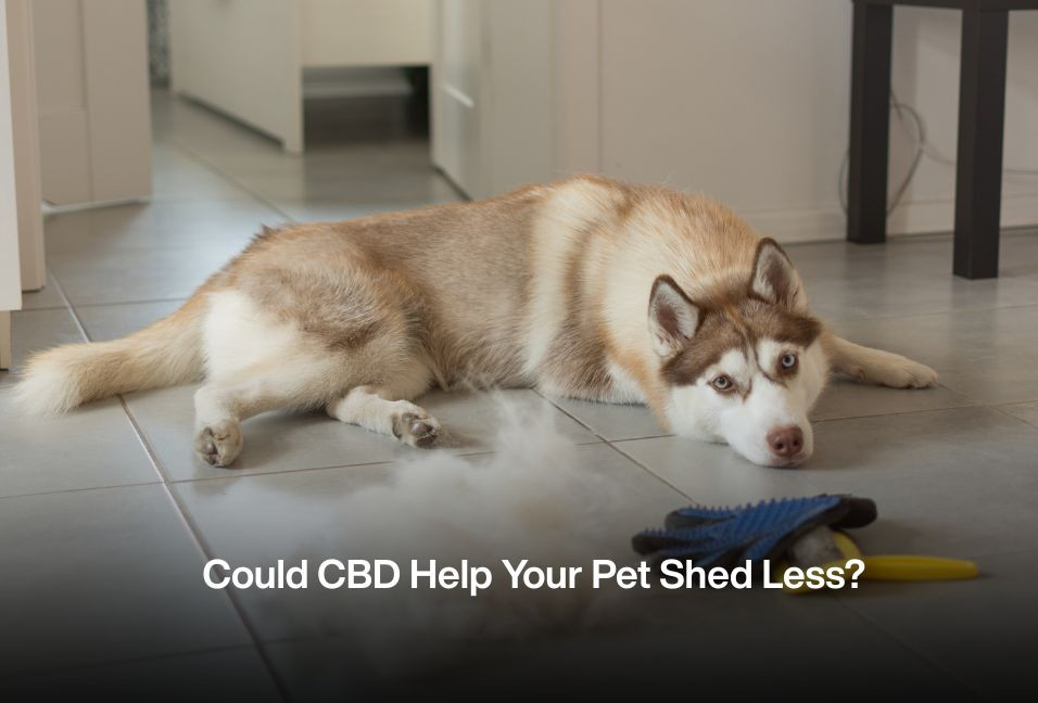 Could CBD Help Your Pet Shed Less?
