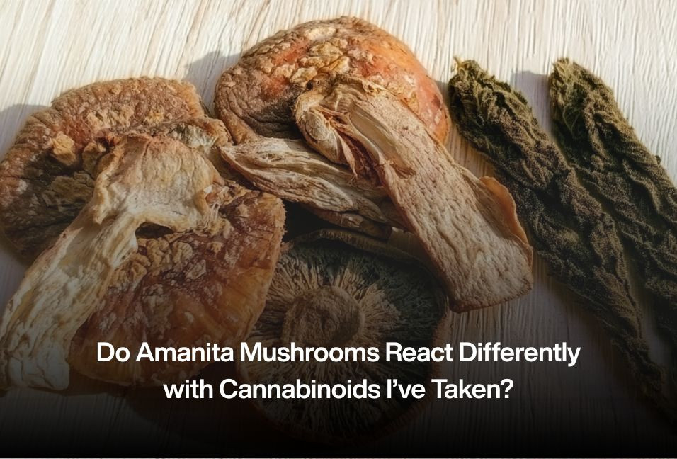 Do Amanita Mushrooms React Differently with Cannabinoids I’ve Taken?