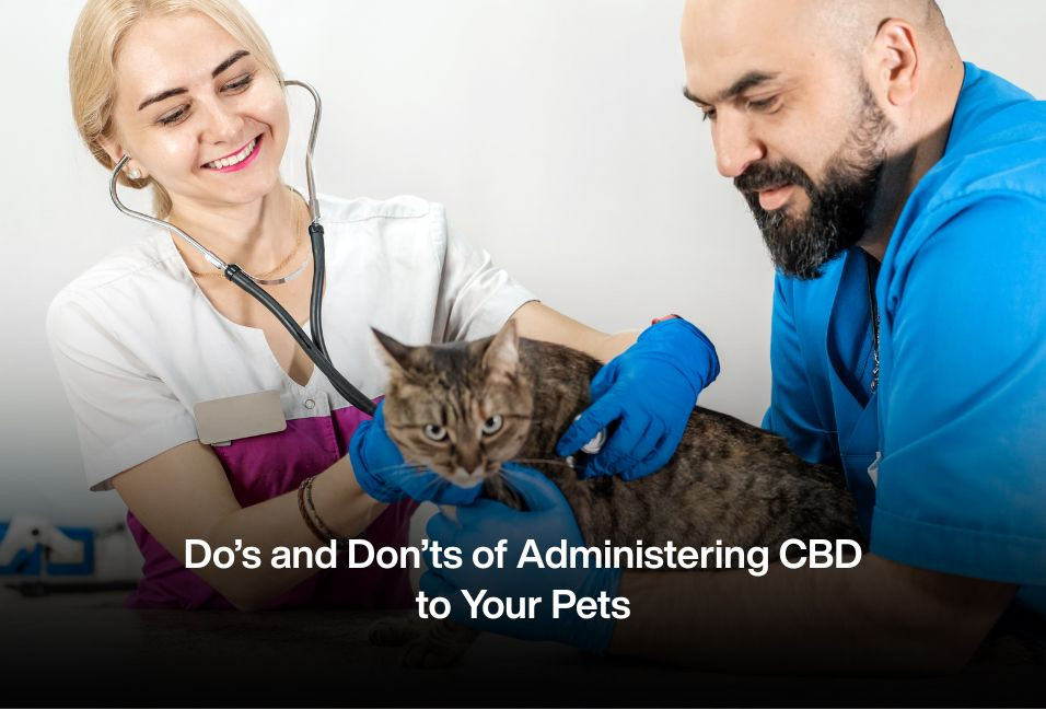 Do’s and Don’ts of Administering CBD to Your Pets