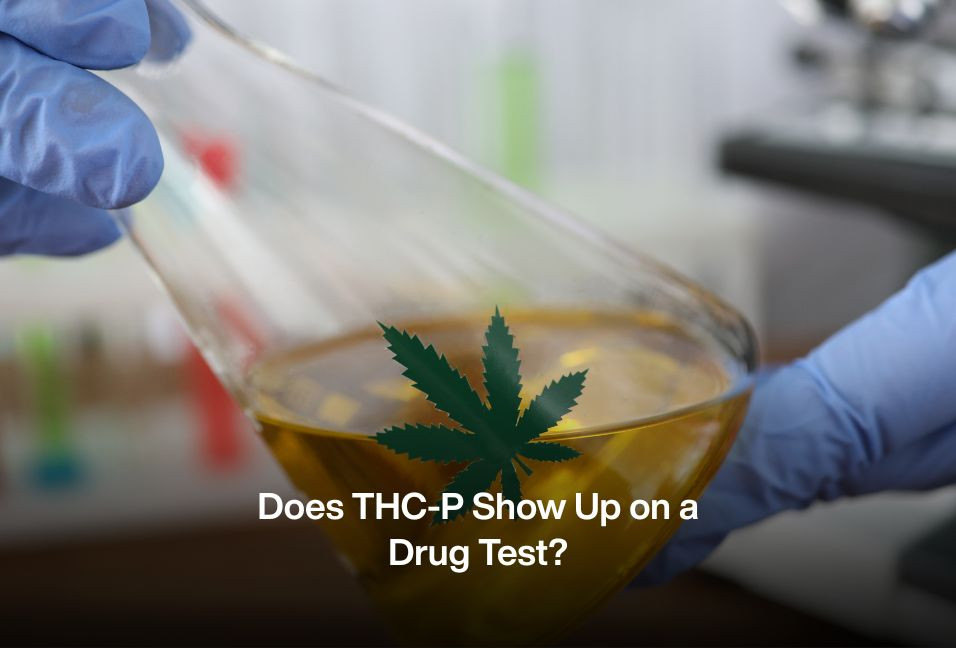 Does THC-P Show Up on a Drug Test?