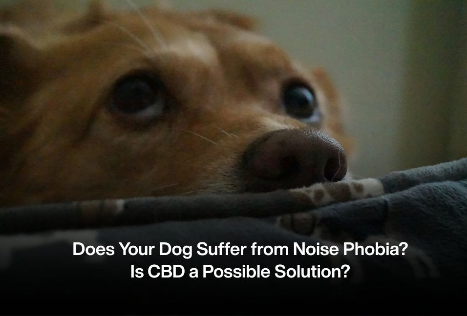 Does Your Dog Suffer from Noise Phobia? Is CBD a Possible Solution?