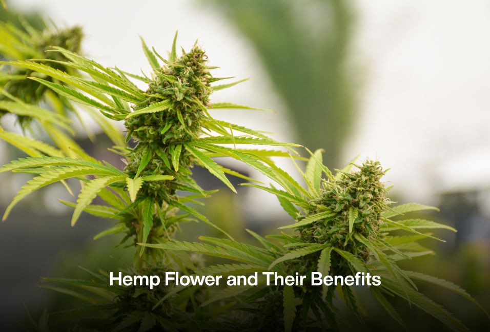 Hemp Flower and Their Benefits