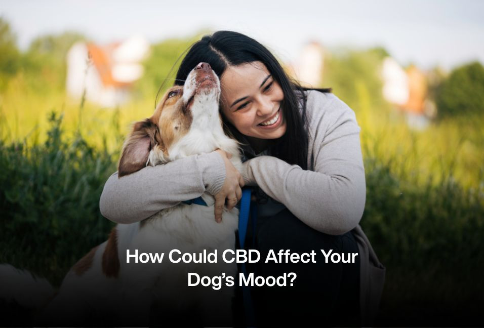 How Could CBD Affect Your Dog’s Mood?