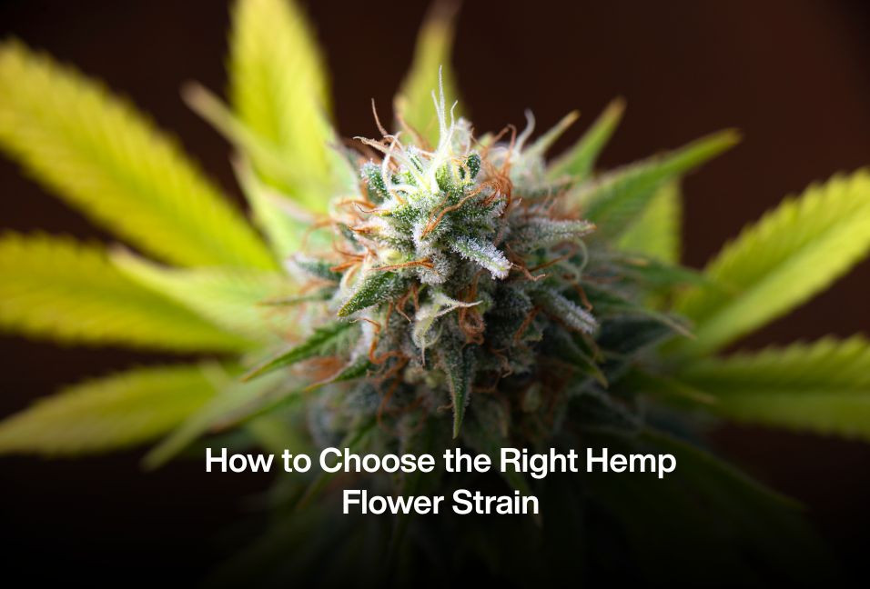 How to Choose the Right Hemp Flower Strain
