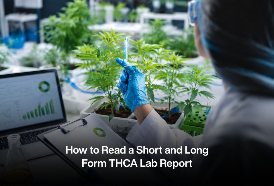 How to Read a Short and Long Form THCA Lab Report