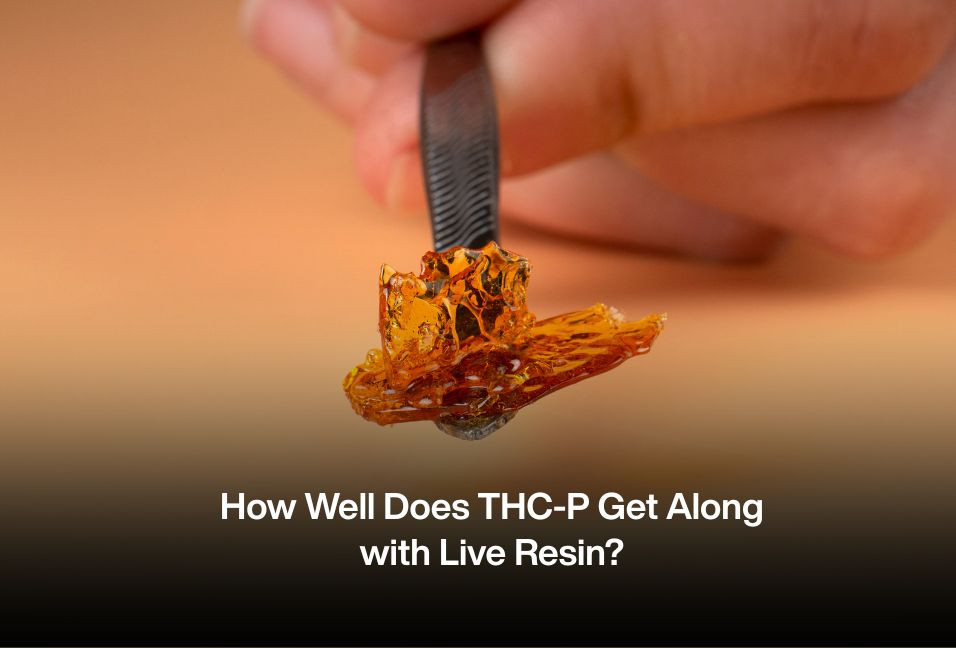 How Well Does THC-P Get Along with Live Resin?