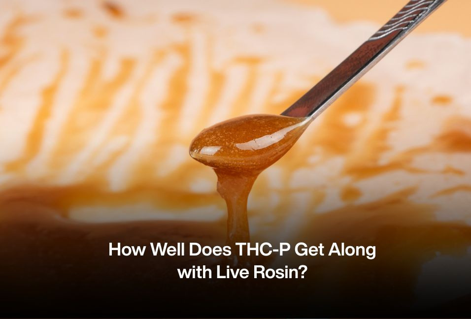 How Well Does THC-P Get Along with Live Rosin?