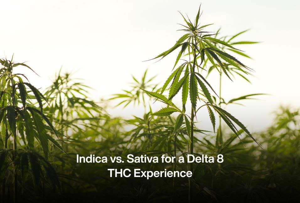 Indica vs. Sativa for a Delta 8 THC Experience