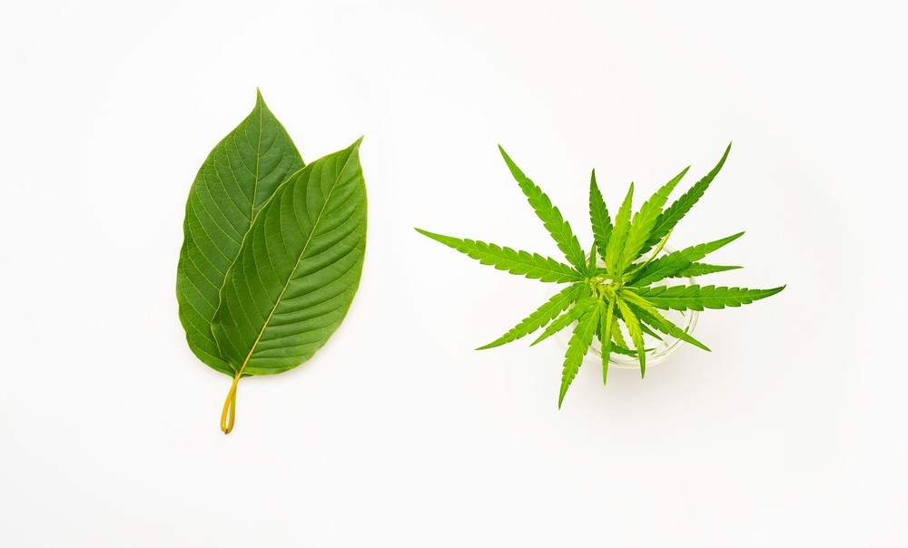 Kratom vs. CBC: How Do They Measure Up Against One Another?
