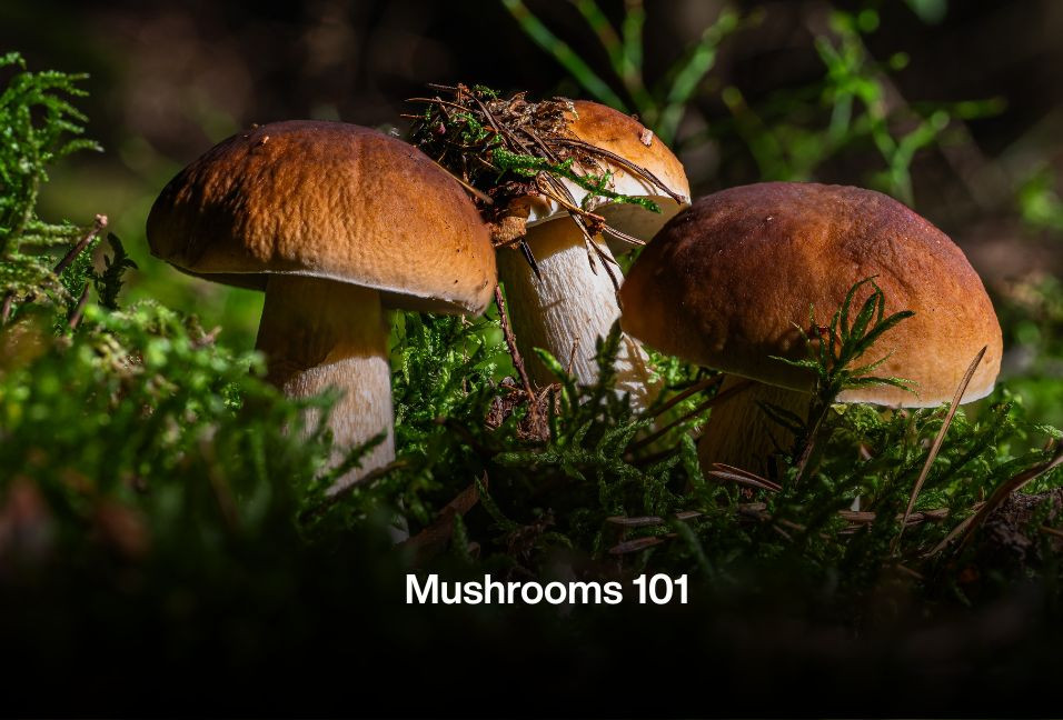 Mushrooms 101