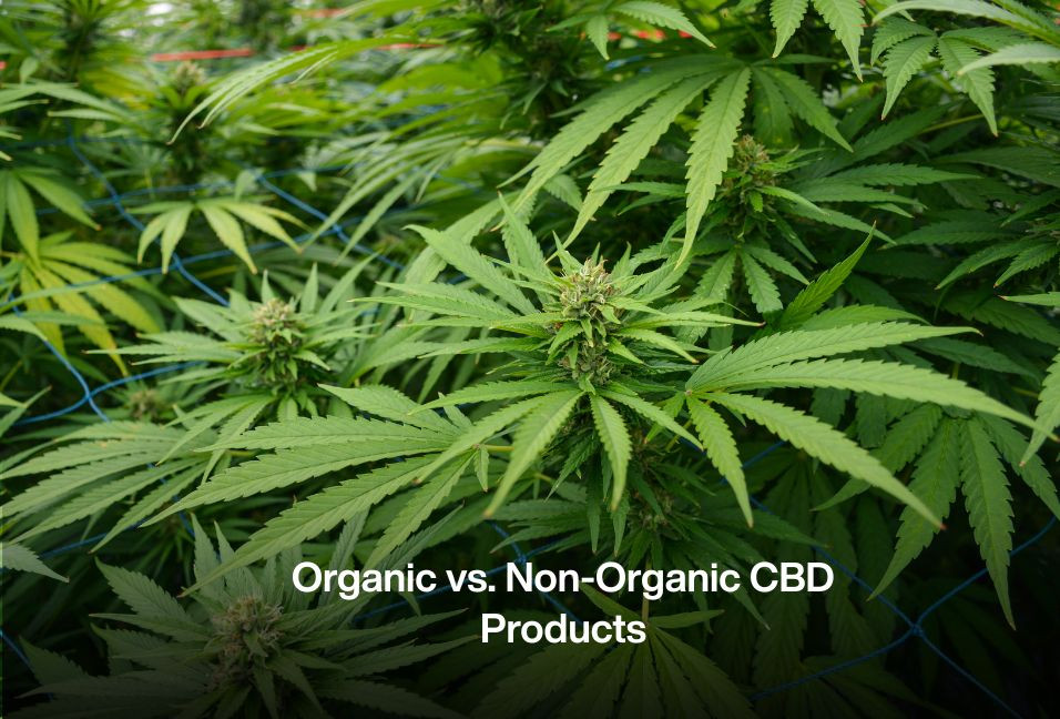 Organic vs. Non-Organic CBD Products