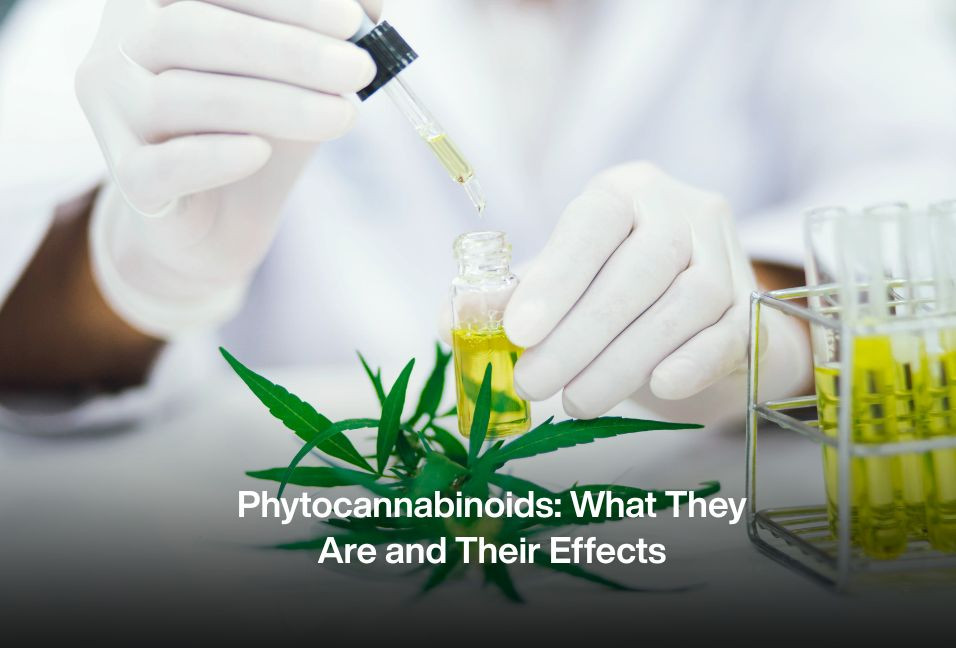 Phytocannabinoids: What They Are and Their Effects