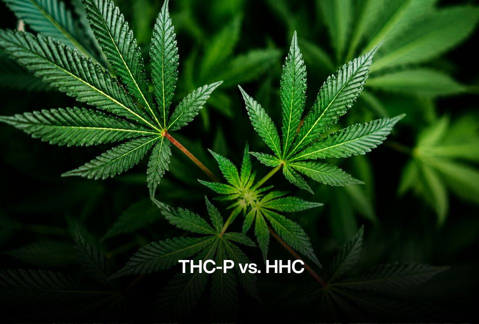 2023 Cannabinoid Matchup: THC-P vs. HHC