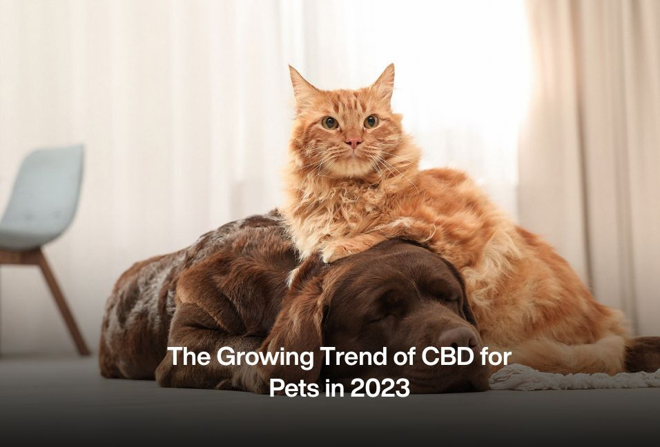The Growing Trend of CBD for Pets in 2023