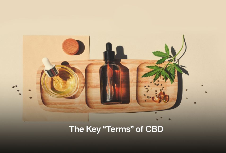 The Key “Terms” of CBD