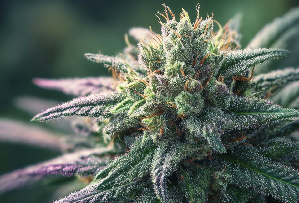 Welcoming a New Cannabinoid to the Hemp Market Delta 6 THC