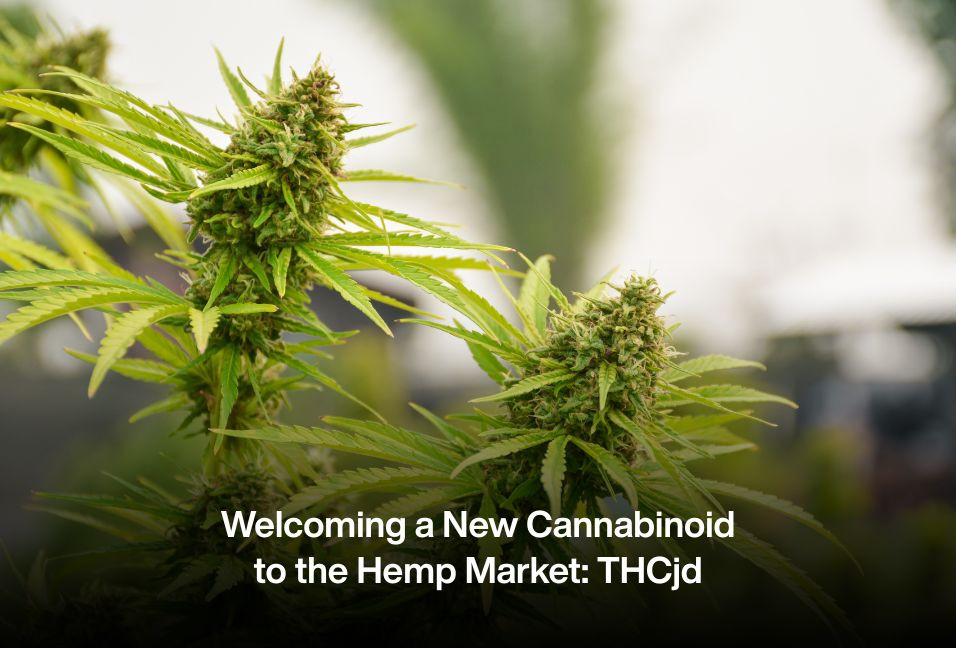 ​Welcoming a New Cannabinoid to the Hemp Market: THCjd