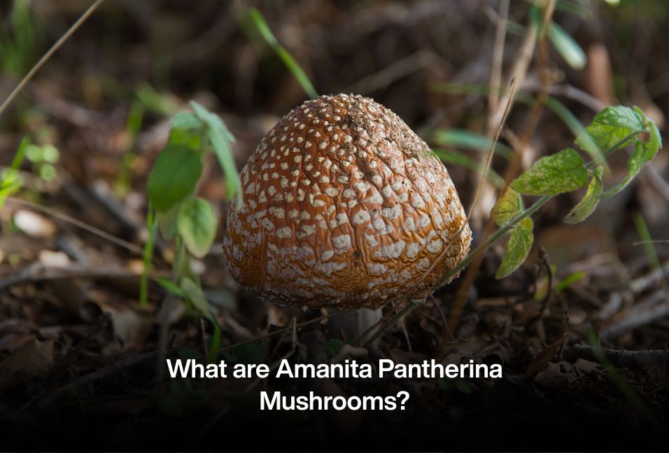 What are Amanita Pantherina Mushrooms?