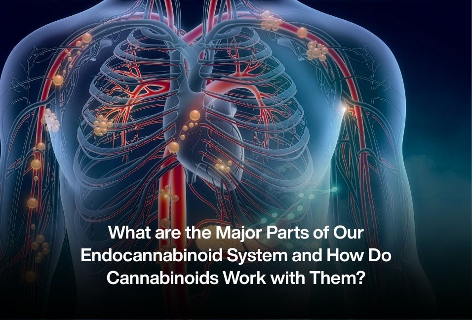 What are the Major Parts of Our Endocannabinoid System and How Do Cannabinoids Work with Them?