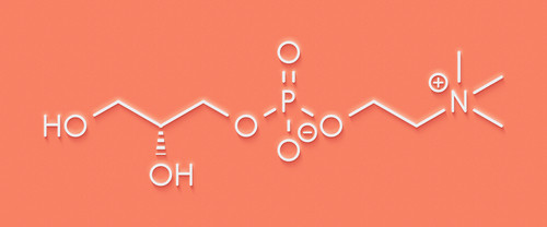 What is Alpha-GPC and How Well Does It Work with CBD and CBG?
