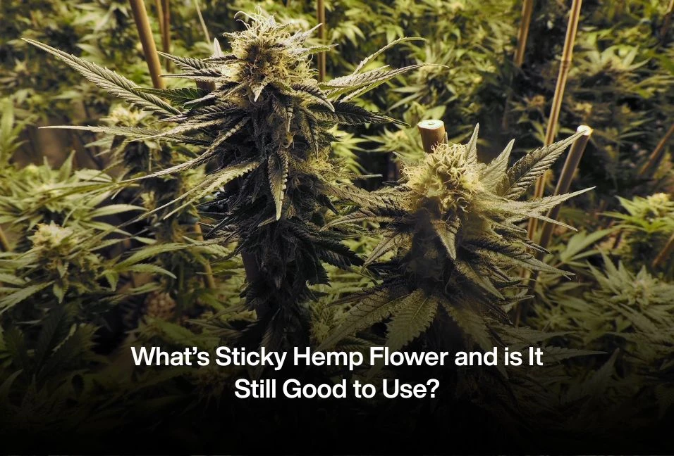 What’s Sticky Hemp Flower and is It Still Good to Use?