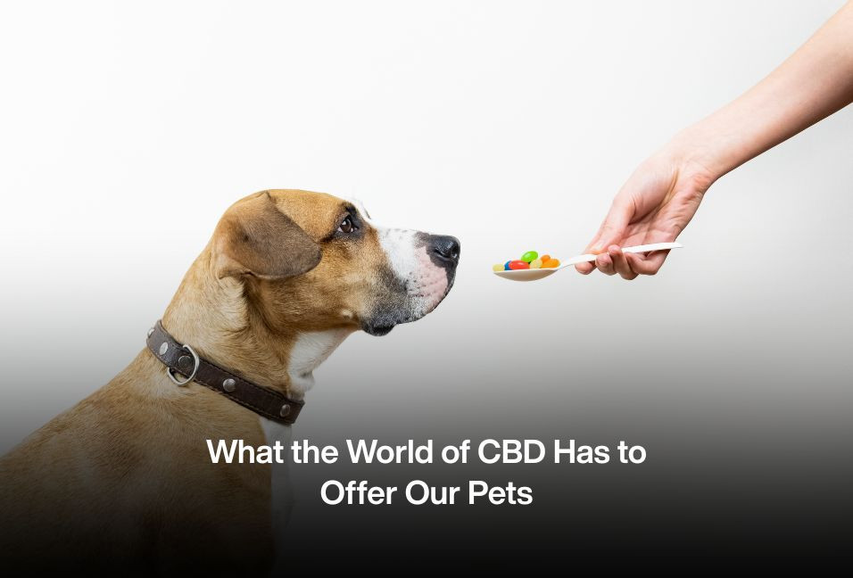 What the World of CBD Has to Offer Our Pets