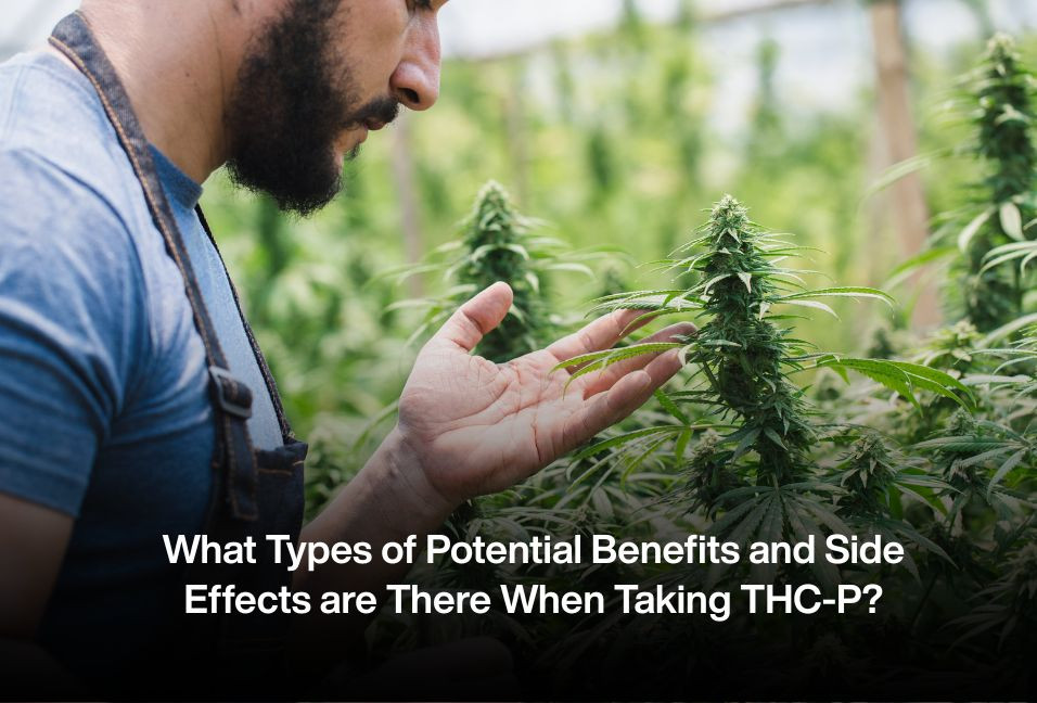 What Types of Potential Benefits and Side Effects are There When Taking THC-P?
