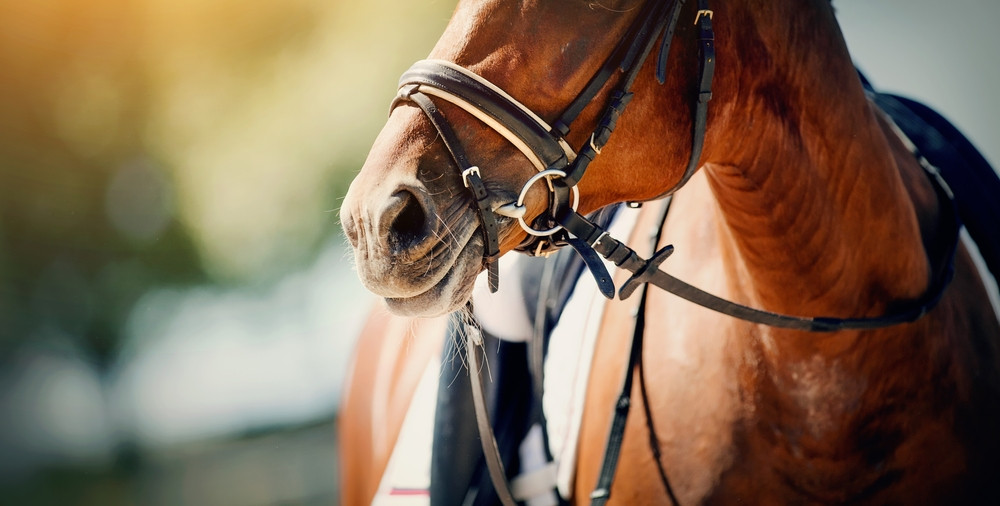 What You Need to Know About CBD in the Equine Space
