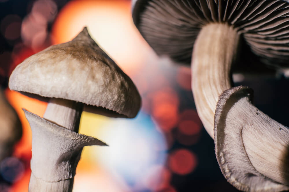 Why are Mushrooms a Potential Alternative to THC?