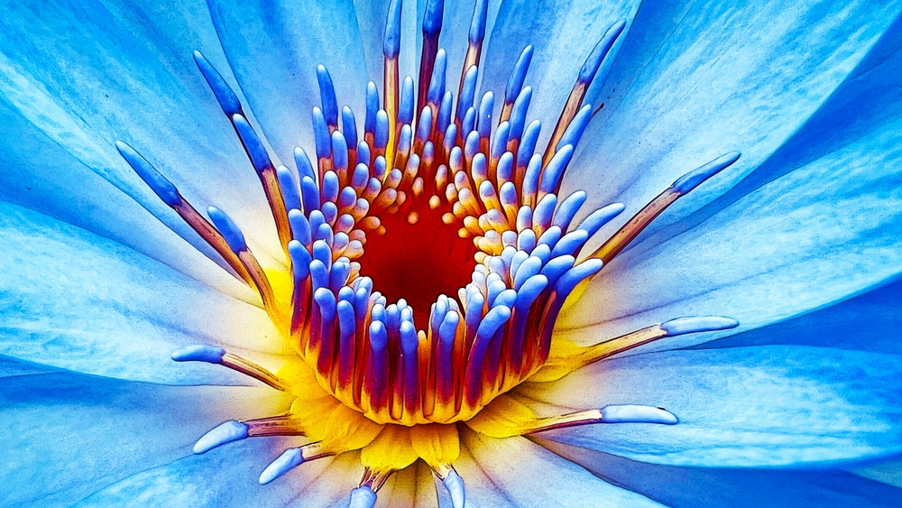 Why is Blue Lotus an Alternative to THC?