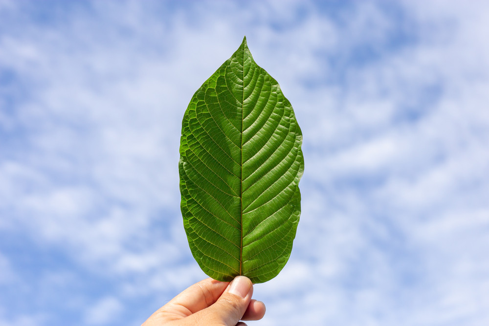 Why is Kratom a Potential Alternative to THC?