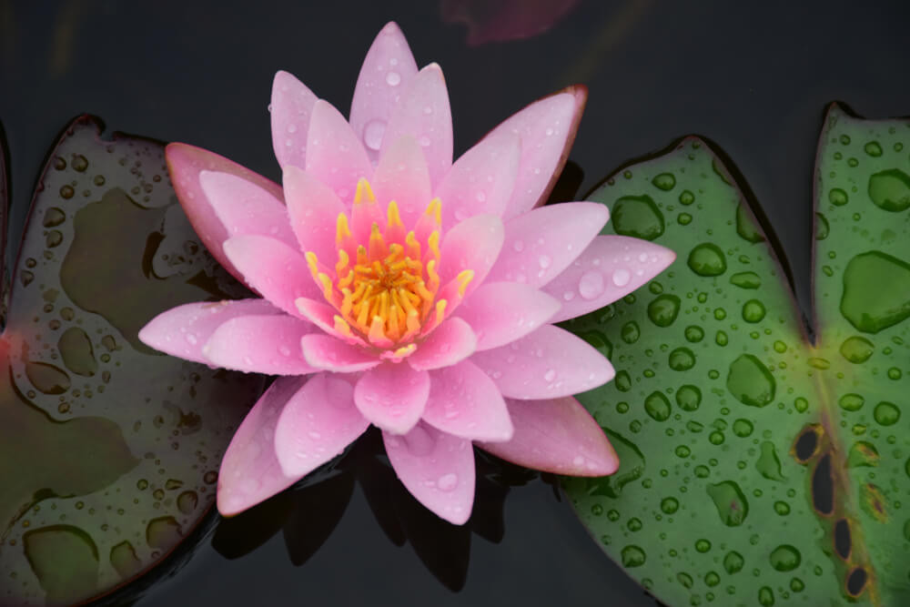 Why is Pink Lotus an Alternative to THC?
