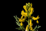 Everything You Need to Know About the “Golden Smoke” Known as Corydalis