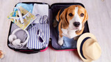 How to Properly Keep Your Pet Calm When They’re Traveling with You