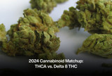 2024 Cannabinoid Matchup: THCA vs. Delta 8 THC