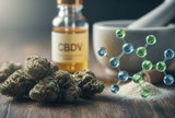 A Complete Insight Into Cannabidivarin (CBDV)