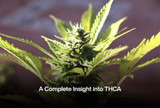 A Complete Insight into THCA