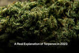 A Real Explanation of Terpenes in 2023