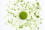 An Interesting Green Powder Choice: Matcha vs. Kratom