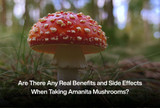 Are There Any Real Benefits and Side Effects When Taking Amanita Mushrooms?