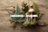 Cannabinoids + Mushrooms = An Interesting Duo