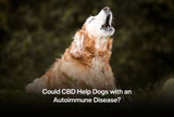 Could CBD Help Dogs with an Autoimmune Disease?