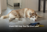 Could CBD Help Your Pet Shed Less?