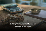 Getting That Amanita Mushroom Dosage Down Right 