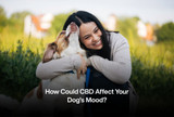 How Could CBD Affect Your Dog’s Mood?