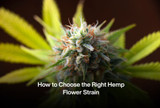 How to Choose the Right Hemp Flower Strain