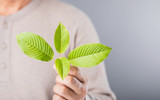How to Taper from Kratom and How Long Do Kratom Withdraws Last?