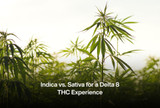 Indica vs. Sativa for a Delta 8 THC Experience