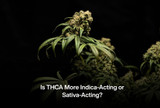 Is THCA More Indica-Acting or Sativa-Acting?